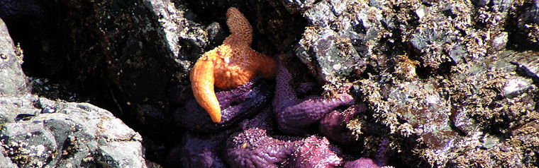 StarFish