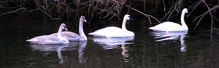 Swans